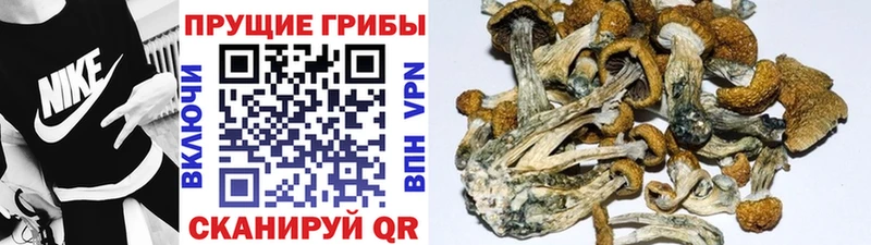 где купить наркоту мега как зайти Псилоцибиновые грибы прущие грибы Благодарный